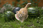 German Longhair Kitten