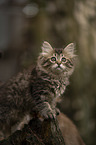 German Longhair Kitten