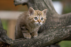 German Longhair Kitten