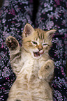 German Longhair Kitten