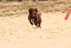 running German longhaired Pointer