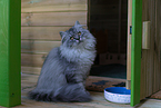 5 months old German Longhair cat