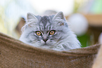 5 months old German Longhair cat