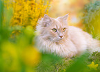 German Longhair in spring