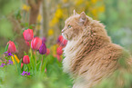 German Longhair in spring