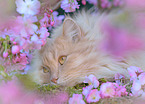 German Longhair in spring