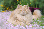 German Longhair in spring