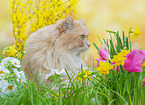 German Longhair in spring