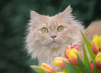 German Longhair in spring