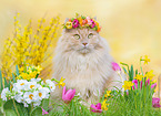 German Longhair in spring