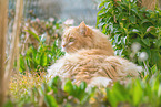 German Longhair in summer