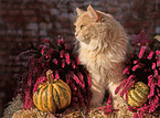 German Longhair in autumn