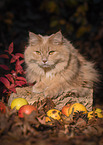 German Longhair in autumn