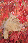 German Longhair in autumn