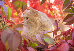 German Longhair in autumn