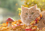 German Longhair in autumn