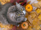 German Longhair in autumn