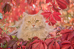 German Longhair in autumn