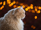 German Longhair portrait