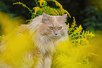 German Longhair in summer