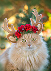 German Longhair portrait