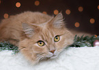 German Longhair in studio