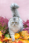 German Longhair in autumn