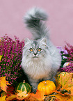 German Longhair in autumn