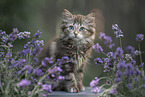 German Longhair Kitten