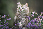 German Longhair Kitten