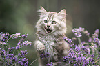 German Longhair Kitten