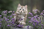 German Longhair Kitten