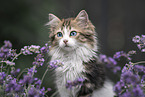 German Longhair Kitten