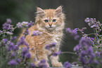 German Longhair Kitten