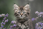 German Longhair Kitten