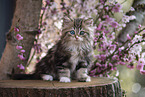 German Longhair Kitten