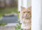 German Longhair Portrait