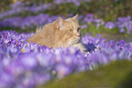 German Longhair Portrait