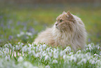 sitting German Longhair