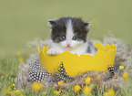 German Longhair Kitten