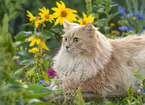 adult German Longhair