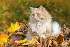 adult German Longhair