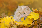 adult German Longhair