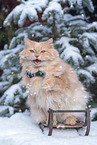 adult German Longhair