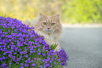 adult German Longhair