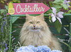 German Longhair