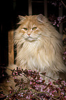 German Longhair tomcat