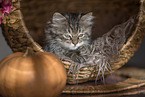 German Longhair Kitten