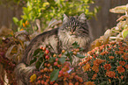 German Longhair tomcat