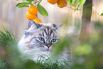 female German Longhair